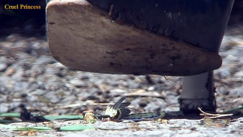 Jo Torments & Crushes Snails and Locust