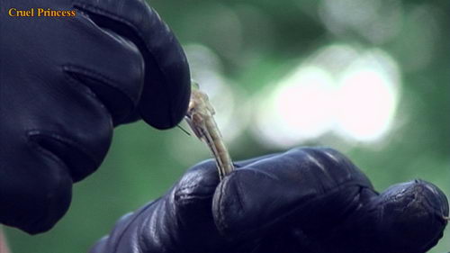 Jo Crushes And Cigarette Torment For Locusts