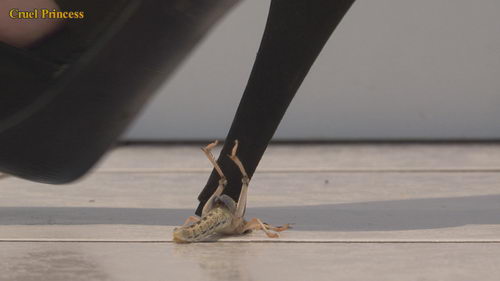 Vixen High Heels V Locust & Mealworm