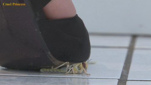 Vixen High Heels V Locust & Mealworm