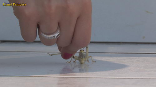 Vixen High Heels V Locust & Mealworm