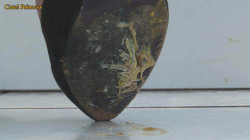 Vixen High Heels V Locust & Mealworm