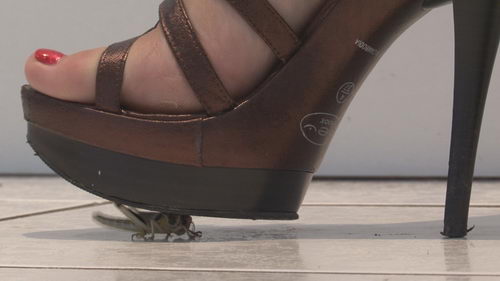 Vixen V Locust Wearing Her Gladiatrix Ultra Heels Platforms