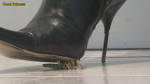 Vixen V Locusts Wearing Her Favourite Very Well-Worn Boots