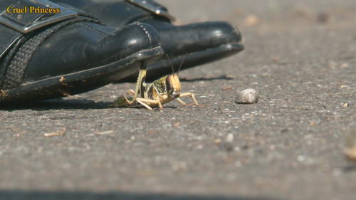 Ladies Crush Locusts Camera 2 Part 1
