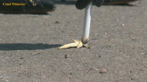 Ladies Crush Locusts Camera 2 Part 2
