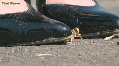 Ladies Crush Locusts Camera 2 Part 2