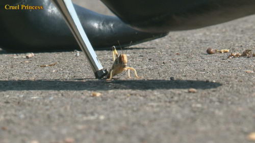 Ladies Crush Locusts Camera 2 Part 3