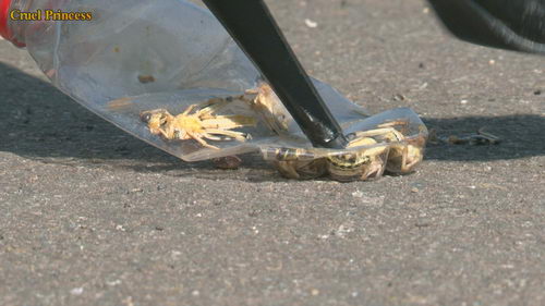 Ladies Crush Locusts Imprisoned Inside Bottle