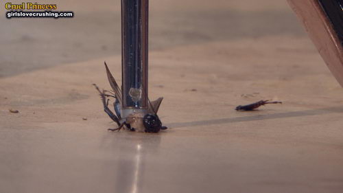 Kayla Silver Heels V Crickets